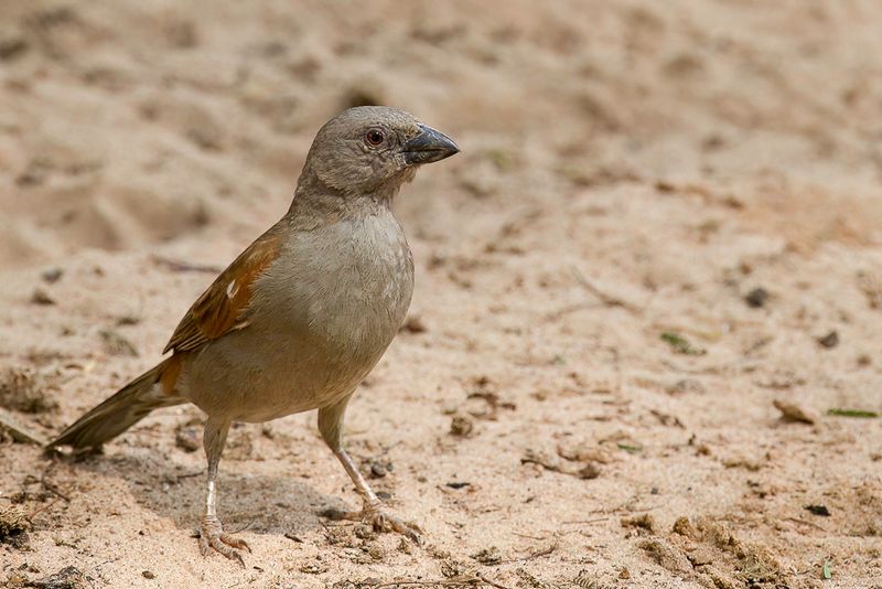 Parrot-billed Sparrow