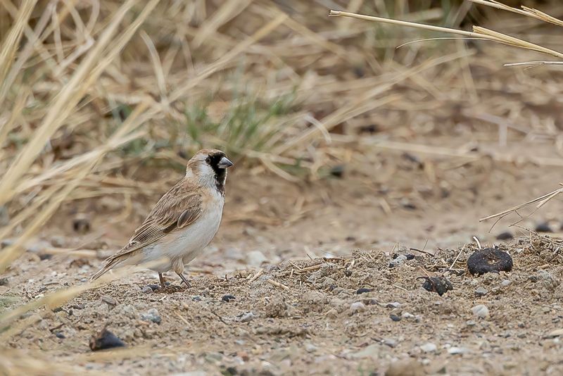 Pere David's Snowfinch