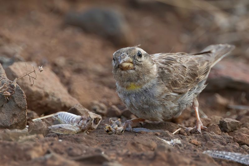 Rock Sparrow