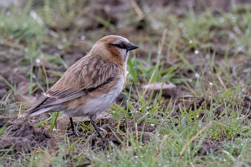 Rufous-necked Snowfinch