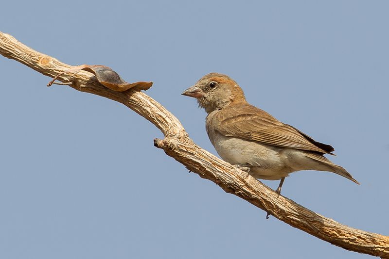 Sahel Bush Sparrow (m)