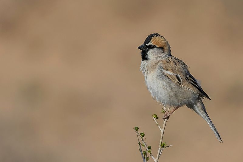 Saxaul Sparrow (m)