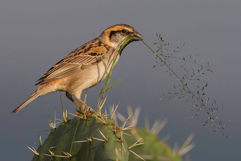 Shelley's Sparrow