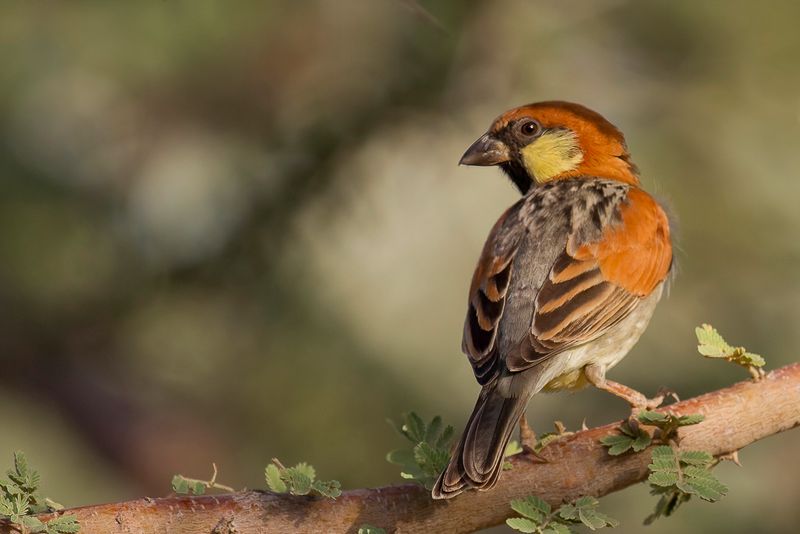 Somali Sparrow