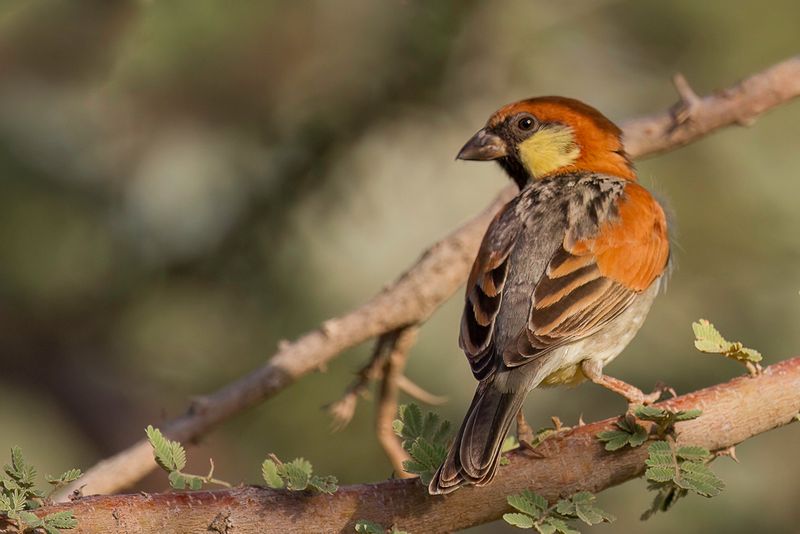 Somali Sparrow