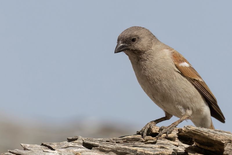 Southern Grey-headed Sparrow