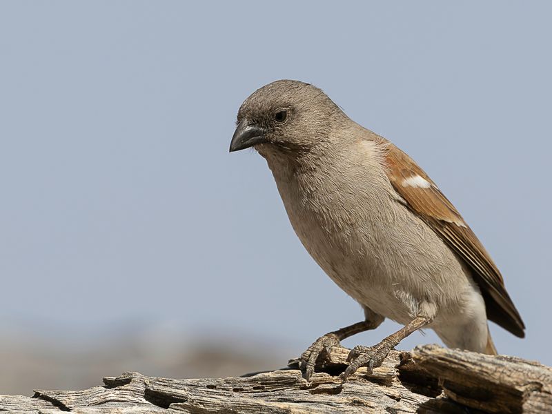 Southern Grey-headed Sparrow