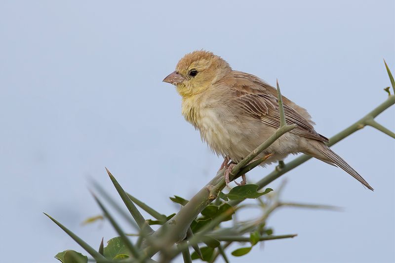 Sudan Golden Sparrow (f)