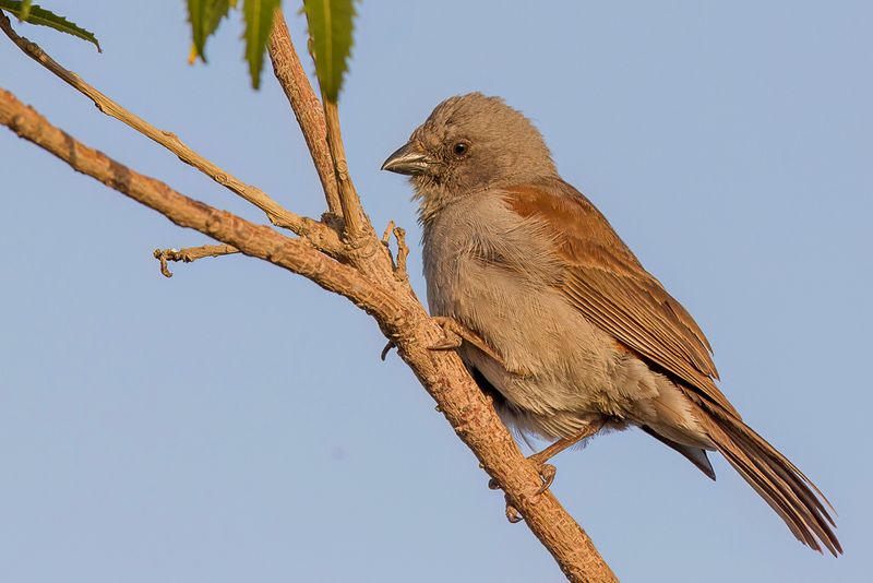 Swainson's Sparrow