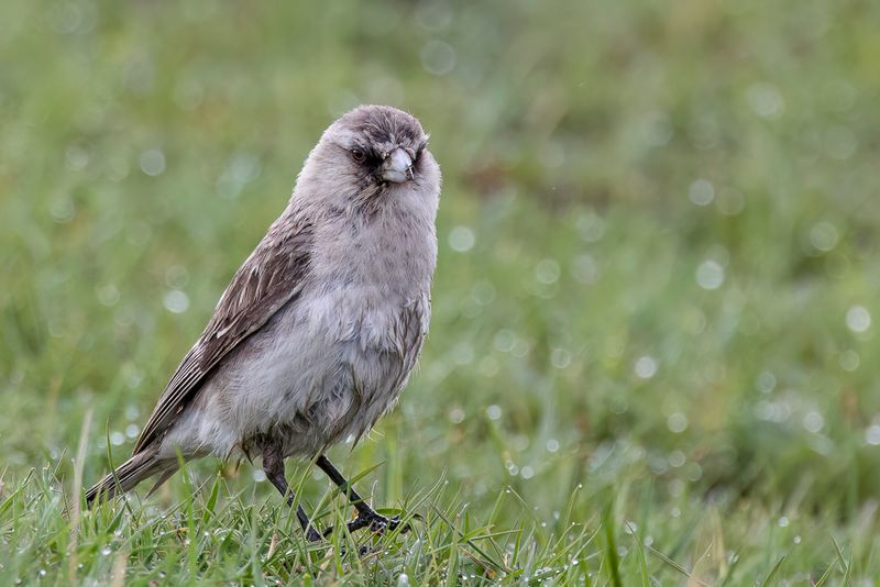 White-rumped Snowfinch