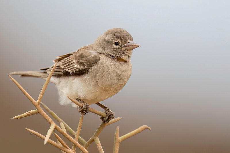 Yellow-spotted Bush Sparrow