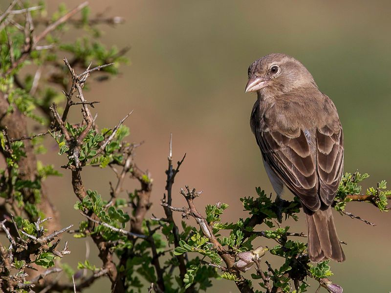 Yellow-spotted Bush Sparrow