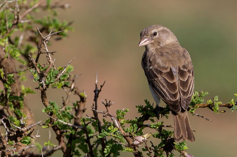 Yellow-spotted Bush Sparrow