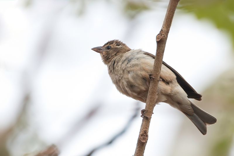 Yellow-throated Bush Sparrow