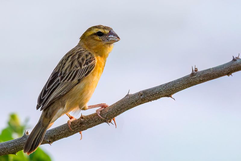 Asian Golden Weaver (f)