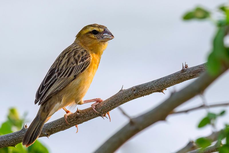 Asian Golden Weaver (f)