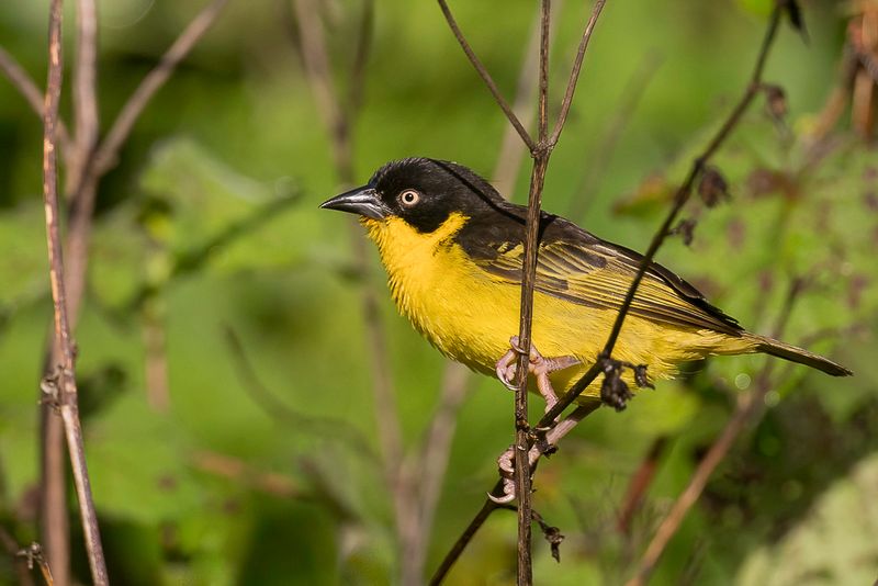 Baglafecht Weaver (f)