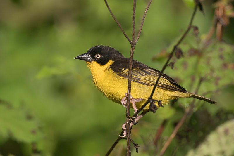 Baglafecht Weaver (f)