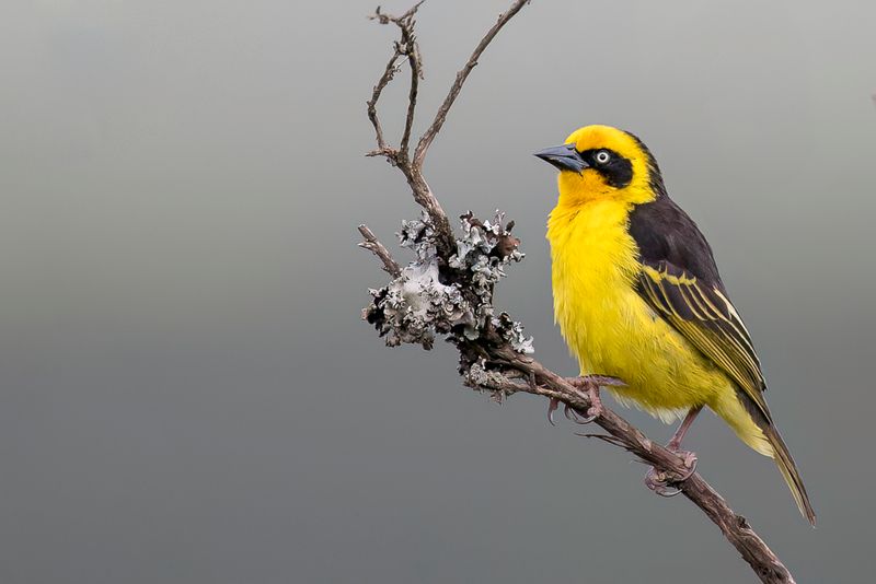 Baglafecht Weaver (m)