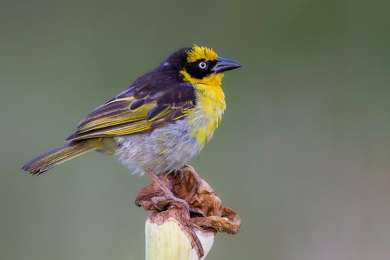 Baglafecht Weaver (m)