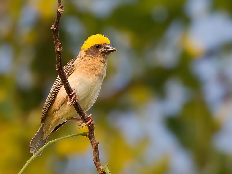 Baya Weaver (m)