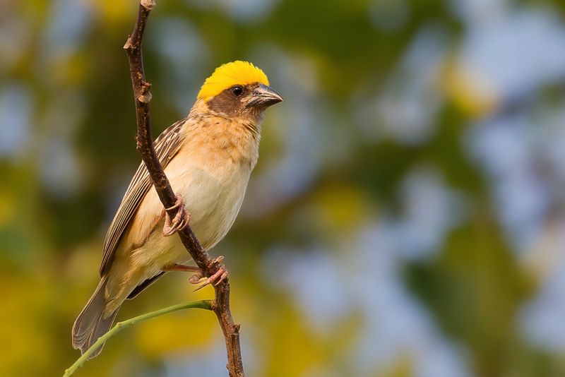 Baya Weaver (m)
