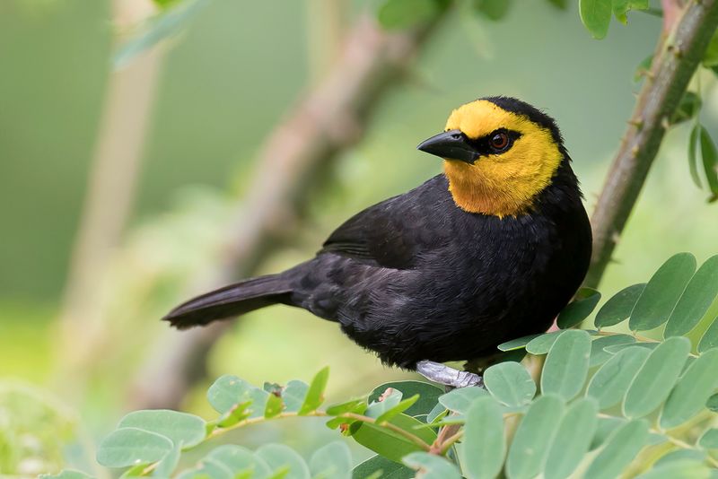 Black-billed Weaver