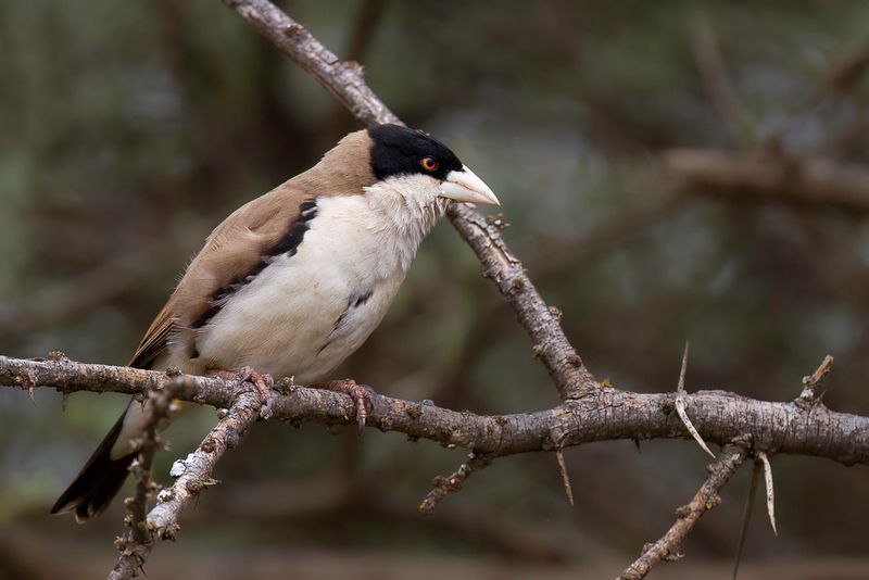 Black-capped Social-Weaver