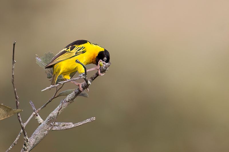 Black-chinned Weaver (f)