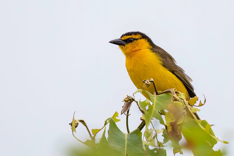 Black-necked Weaver (f)