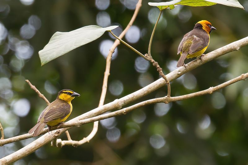 Black-necked Weaver (f+m)