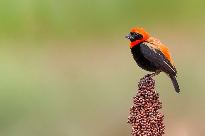 Black-winged Red Bishop (m)
