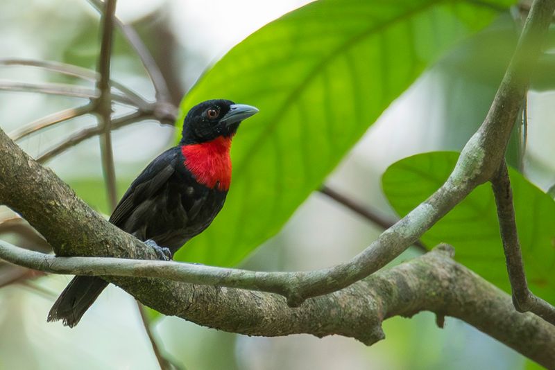 Blue-billed Malimbe