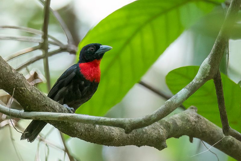 Blue-billed Malimbe