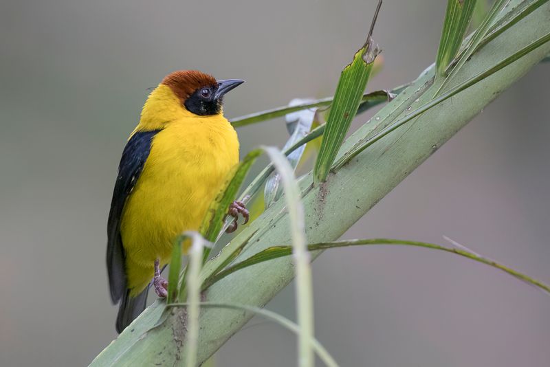 Brown-capped Weaver