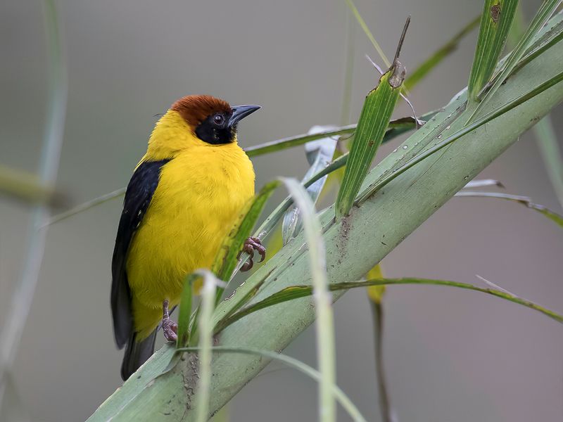 Brown-capped Weaver
