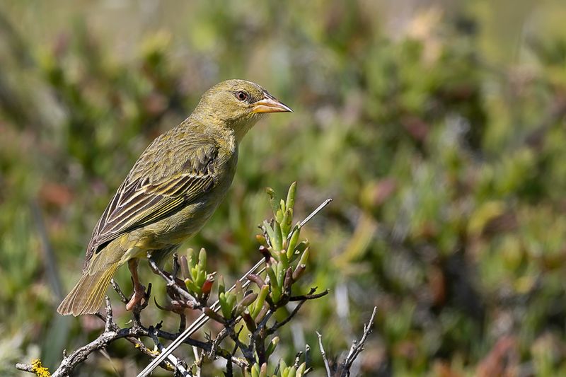 Cape Weaver (f)