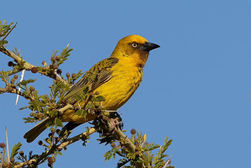 Cape Weaver (m)