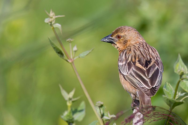 Chestnut Weaver (f)
