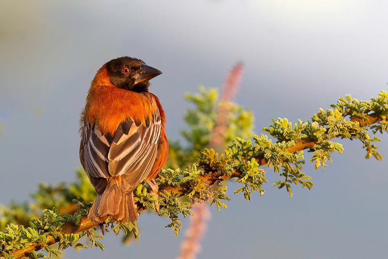 Chestnut Weaver (m)