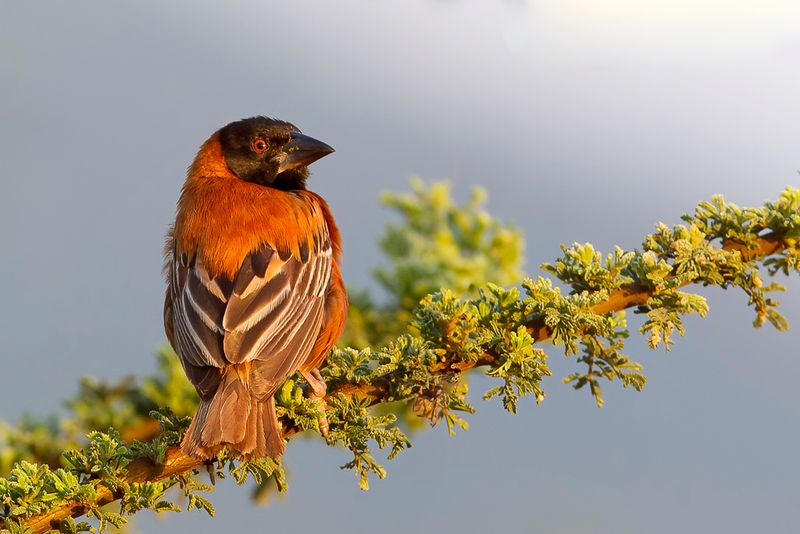 Chestnut Weaver (m)