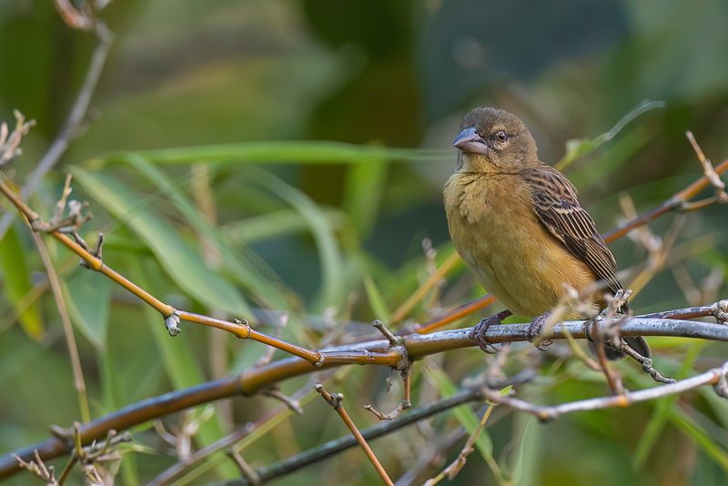Chestnut-and-black Weaver (f)
