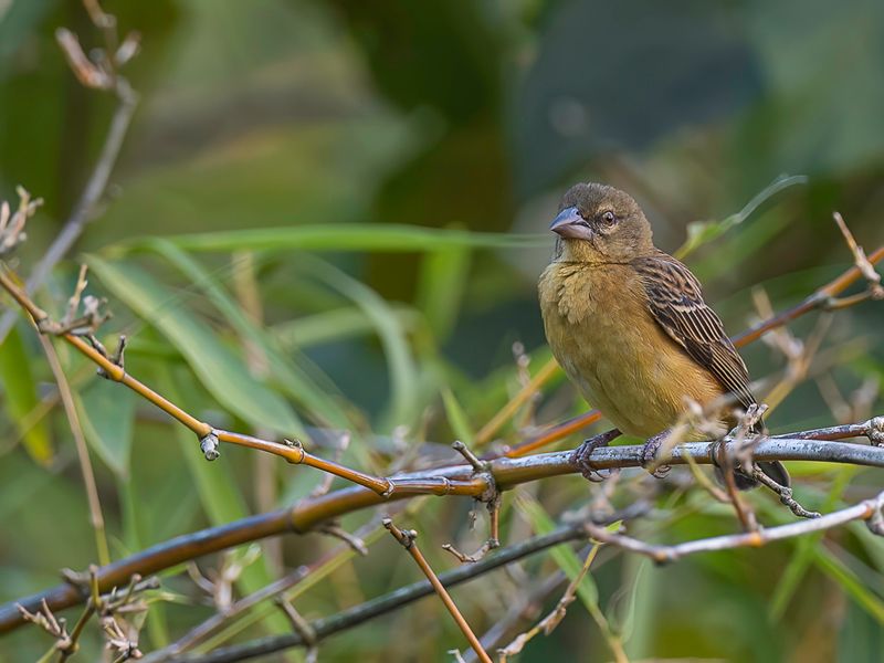 Chestnut-and-black Weaver (f)