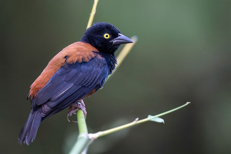 Chestnut-and-black Weaver (m)