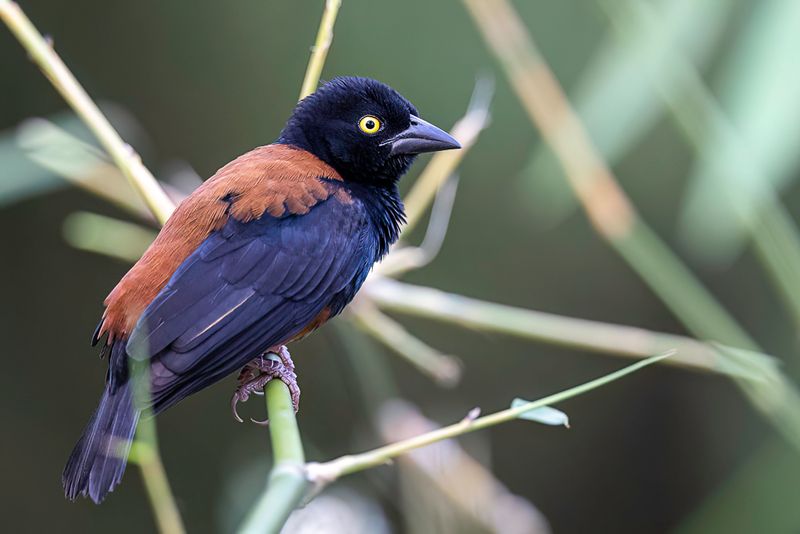 Chestnut-and-black Weaver (m)