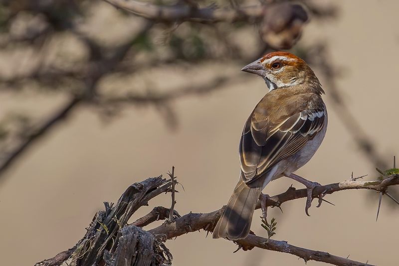 Chestnut-crowned Sparrow-Weaver