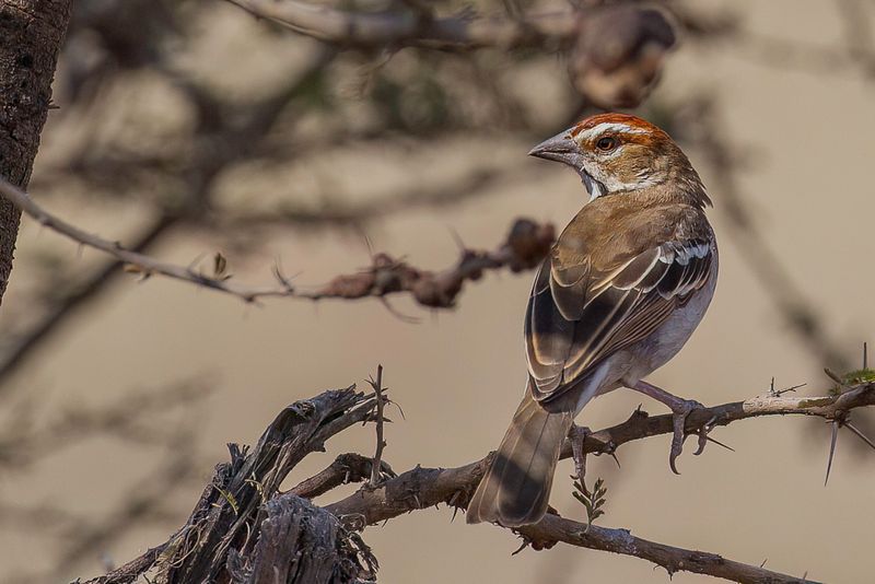 Chestnut-crowned Sparrow-Weaver