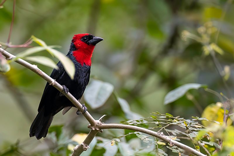 Crested Malimbe