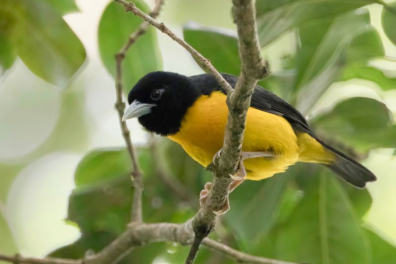 Dark-backed Weaver