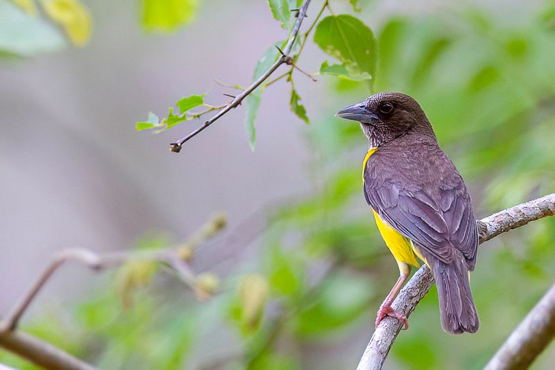 Dark-backed Weaver (j)